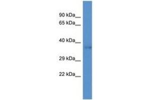 DNAJC22 antibody  (AA 120-169)