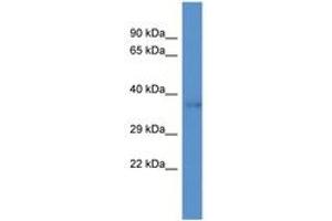 Image no. 1 for anti-DnaJ (Hsp40) Homolog, Subfamily C, Member 22 (DNAJC22) (AA 120-169) antibody (ABIN6746311) (DNAJC22 antibody  (AA 120-169))