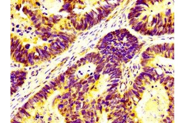 UBAP2L antibody  (AA 104-252)