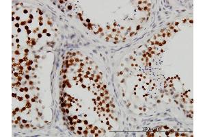 Immunoperoxidase of monoclonal antibody to CSTF3 on formalin-fixed paraffin-embedded human testis. (CSTF3 antibody  (AA 1-103))