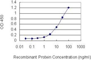 Detection limit for recombinant GST tagged RPS6KA6 is 0. (RPS6KA6 antibody  (AA 636-745))
