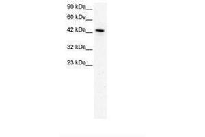 Image no. 2 for anti-Kruppel-Like Factor 15 (KLF15) (AA 45-94) antibody (ABIN202473) (KLF15 antibody  (AA 45-94))