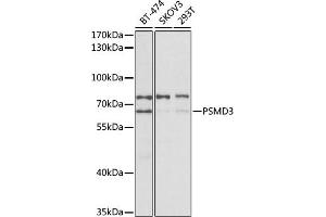 Western blot analysis of extracts of various cell lines, using PSMD3 antibody (ABIN3023699, ABIN3023700, ABIN3023701 and ABIN6219819) at 1:400 dilution. (PSMD3 antibody)