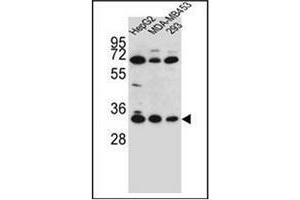 Western blot analysis of OR2T3 Antibody (C-term) in HepG2, MDA-MB453, 293 cell line lysates (35ug/lane). (OR2T3 antibody  (C-Term))