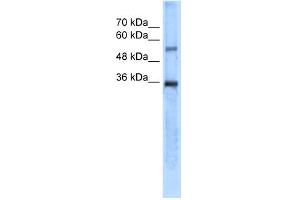 WB Suggested Anti-CA8 Antibody Titration:  5.