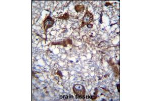 RM50 Antibody (C-term) (ABIN656854 and ABIN2846059) immunohistochemistry analysis in formalin fixed and paraffin embedded human brain tissue followed by peroxidase conjugation of the secondary antibody and DAB staining. (MRPL50 antibody  (C-Term))