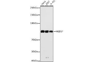 Western blot analysis of extracts of various cell lines, using MED17 antibody (ABIN6129666, ABIN6143687, ABIN6143688 and ABIN6224761) at 1:1000 dilution. (MED17 antibody  (AA 1-300))