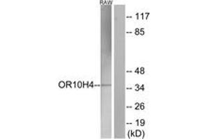 Western blot analysis of extracts from RAW264. (OR10H4 antibody  (AA 161-210))