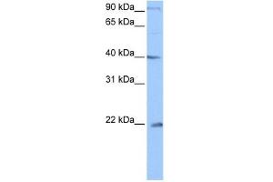 C4ORF33 antibody used at 0. (C4orf33 antibody  (C-Term))