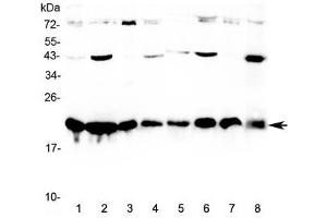 Western blot testing of human 1) HeLa, 2) MCF7, 3) COLO320, 4) HepG2, 5) placenta, 6) A549, 7) SKOV3, and 8) PANC-1 cell lysate with CBX3 antibody at 0. (CBX3 antibody)