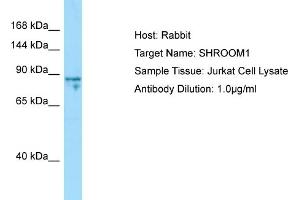 Host: Rabbit Target Name: SHROOM1 Sample Type: Jurkat Whole Cell lysates Antibody Dilution: 1. (SHROOM1 antibody  (C-Term))