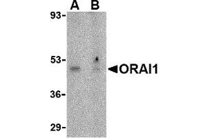 Western Blotting (WB) image for anti-ORAI Calcium Release-Activated Calcium Modulator 1 (ORAI1) (N-Term) antibody (ABIN1031496) (ORAI1 antibody  (N-Term))
