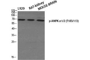 Western Blot (WB) analysis of specific cells using Phospho-AMPKalpha1/2 (T183/172) Polyclonal Antibody. (PRKAA1/PRKAA2 antibody  (pThr172, pThr183))