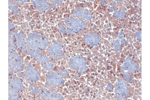 HCN2 antibody  (AA 761-863)