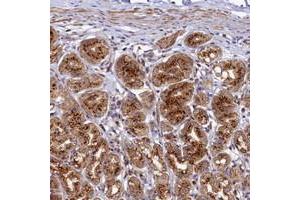 Immunohistochemical staining of human stomach with BET1L polyclonal antibody  shows strong granular cytoplasmic positivity in glandular cells. (BET1L antibody)