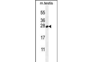 PLD6 Antibody (Center) (ABIN655233 and ABIN2844837) western blot analysis in mouse testis tissue lysates (35 μg/lane). (PLD6 antibody  (AA 125-154))