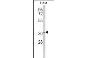 Western blot analysis of MOSC2 Antibody (C-term) (ABIN652632 and ABIN2842422) in Hela cell line lysates (35 μg/lane). (MARC2 antibody  (C-Term))