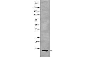 Western blot analysis SH3BGRL3 using RAW264. (SH3BGRL3 antibody  (Internal Region))