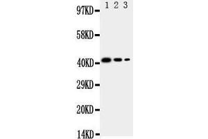 Lane 3: Recombinant Human CD68 Protein 2. (CD68 antibody  (C-Term))
