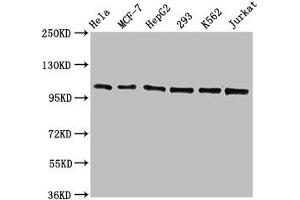 Recombinant CDC5L antibody