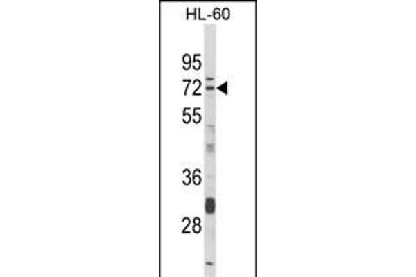 Deltex Homolog 4 antibody  (N-Term)