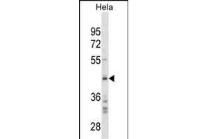 SRC Antibody (C-term)(Ascites) ABIN1882278 western blot analysis in Hela cell line lysates (35 μg/lane). (SPARC antibody  (C-Term))