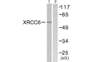 Western blot analysis of extracts from K562 cells, using XRCC6 antibody. (XRCC6 antibody  (C-Term))