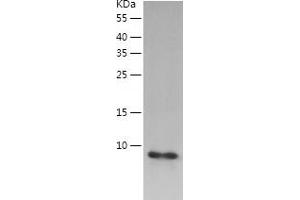Western Blotting (WB) image for Ubiquitin-Like 5 (UBL5) (AA 1-73) protein (His tag) (ABIN7288685) (UBL5 Protein (AA 1-73) (His tag))
