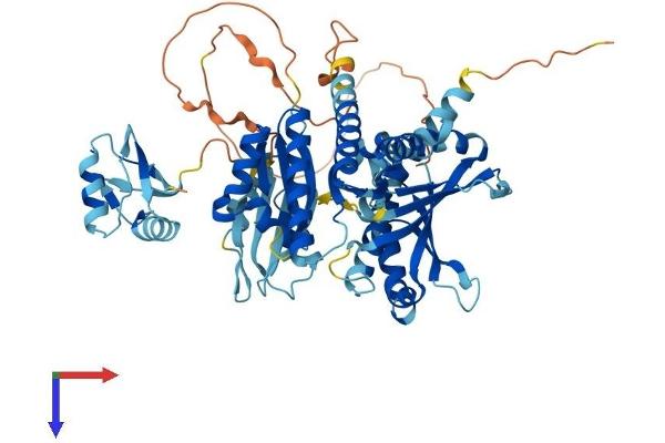 IGF2BP2 Protein (AA 1-592) (His tag)