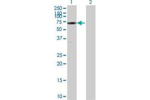 Western Blot analysis of C19orf2 expression in transfected 293T cell line by C19orf2 MaxPab polyclonal antibody. (URI1 antibody  (AA 1-495))