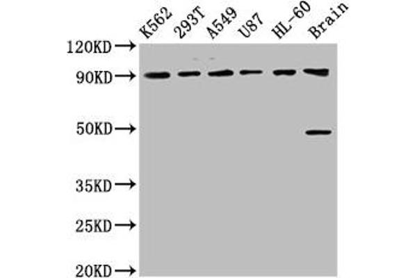 OCA2 antibody  (AA 2-136)