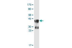 Western Blot detection against Immunogen (39. (CCNJL antibody  (AA 1-121))