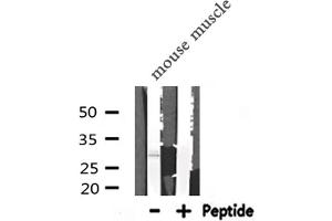 Western blot analysis of PDX1 expression in Mouse muscle lysate (PDX1 antibody  (Internal Region))