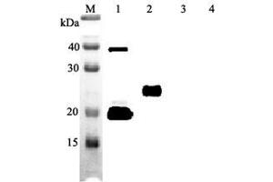 Western blot analysis of human IL-33 using anti-IL-33 (human), mAb (IL33305B)  at 1:2,000 dilution.