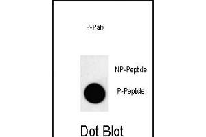 Dot blot analysis of anti-Phospho-G8b(M1LC3B)-T29 Antibody Phospho-specific Pab 3744a on nitrocellulose membrane. (APG8b (pThr29) antibody)