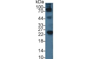 Detection of APOA1 in Porcine Serum using Monoclonal Antibody to Apolipoprotein A1 (APOA1) (APOA1 antibody  (AA 25-265))
