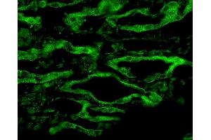 Immunohistochemistry analysis using Rabbit Anti-Aquaporin 4 Polyclonal Antibody (ABIN863209). (Aquaporin 4 antibody  (C-Term))