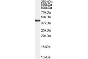 ABIN185719 (0. (NHEJ1 antibody  (C-Term))