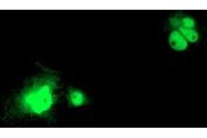Anti-LSM1 mouse monoclonal antibody (ABIN2454727) immunofluorescent staining of COS7 cells transiently transfected by pCMV6-ENTRY LSM1 (RC200288). (LSM1 antibody  (AA 1-133))