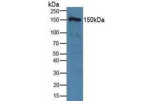 Figure. (TJP2 antibody  (AA 307-669))