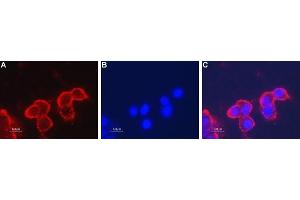 Expression of nAChR β4 in rat PC12 cellsCell surface detection of nAChR β4 in live intact rat pheochromocytoma PC12 cells.