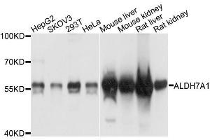 Western blot analysis of extracts of various cell lines, using ALDH7A1 antibody (ABIN5996115) at 1/1000 dilution. (ALDH7A1 antibody)