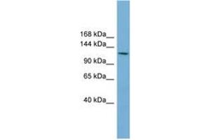 Image no. 1 for anti-Cell Division Cycle 27 Homolog (S. Cerevisiae) (CDC27) (AA 395-444) antibody (ABIN6743191) (CDC27 antibody  (AA 395-444))