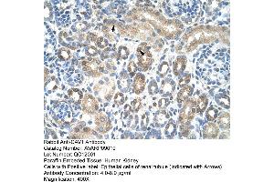 Human kidney (Caveolin-1 antibody  (N-Term))