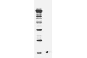 Anti-Rub1 antibody, generated by immunization with full-length, recombinant yeast Rub1, was tested by western blot against a yeast cell lysate.