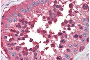 Human Testis (formalin-fixed, paraffin-embedded) stained with Heat Shock Protein 90 (HSP90) antibody ABIN462104 at 10 ug/ml followed by biotinylated secondary antibody, alkaline phosphatase-streptavidin and chromogen. (HSP90 antibody)