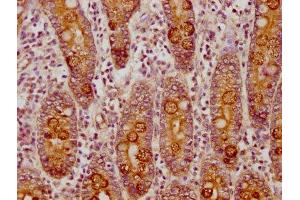 IHC image of ABIN7146330 diluted at 1:150 and staining in paraffin-embedded human small intestine tissue performed on a Leica BondTM system. (CLCA1 antibody  (AA 715-785))