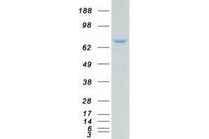 Validation with Western Blot (TCF3 Protein (Transcript Variant 1) (Myc-DYKDDDDK Tag))