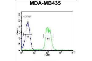 Flow cytometric analysis of MDA-MB435 cells (right histogram) compared to a negative control cell (left histogram). (ATHL1 antibody  (C-Term))