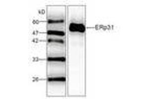 Image no. 1 for anti-Endoplasmic Reticulum Protein 29 (ERP29) (AA 33-261) antibody (ABIN791434) (ERP29 antibody  (AA 33-261))